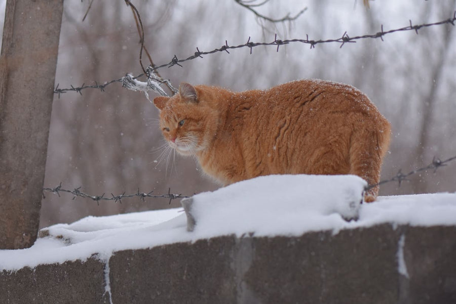 Les dangers de l’hiver pour nos chats : risques, prévention et conseils