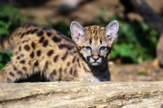 Adopter un serval en France en 2025 : ce qu’il faut savoir
