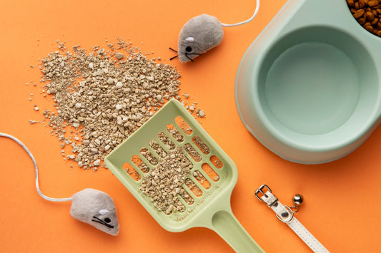 Comment choisir la meilleure litière pour chat en 2026 ? Guide complet