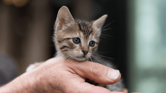 Le langage corporel du chat : comment comprendre ses signaux
