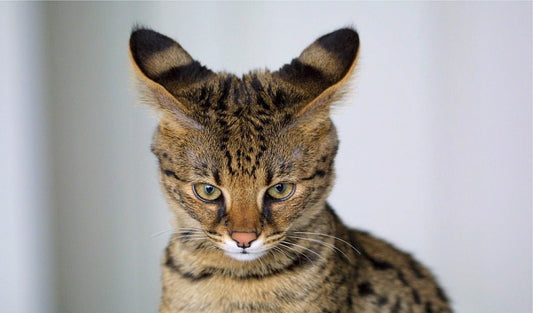 Adopter un chat Savannah : tout ce qu’il faut savoir avant de craquer