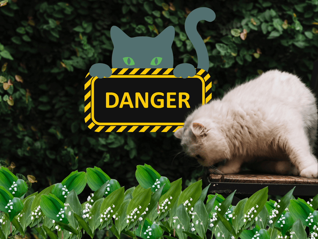 [IMPORTANT] Muguet et Chats : Un Danger Mortel