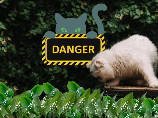 [IMPORTANT] Muguet et Chats : Un Danger Mortel