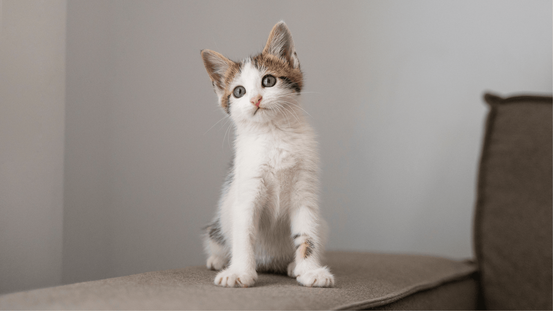 Comment éduquer un chaton : propreté, socialisation et astuces 2026