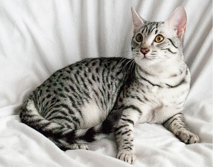 Le Mau Égyptien : un chat royal au regard perçant | Les Toilettes de Minette