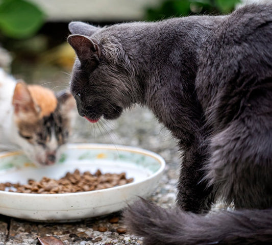 Chat qui mange ses croquettes - guide alimentation